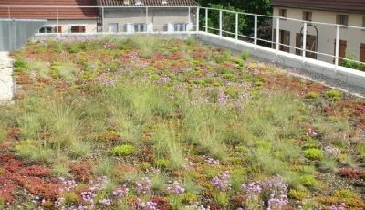 La toiture végétale à portée de tous grâce à Floratoit